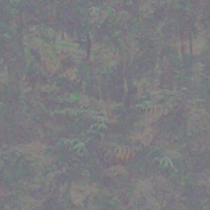 Rendering of Tiger Roar in 1st image