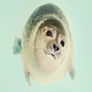 Sealion 299 x 299